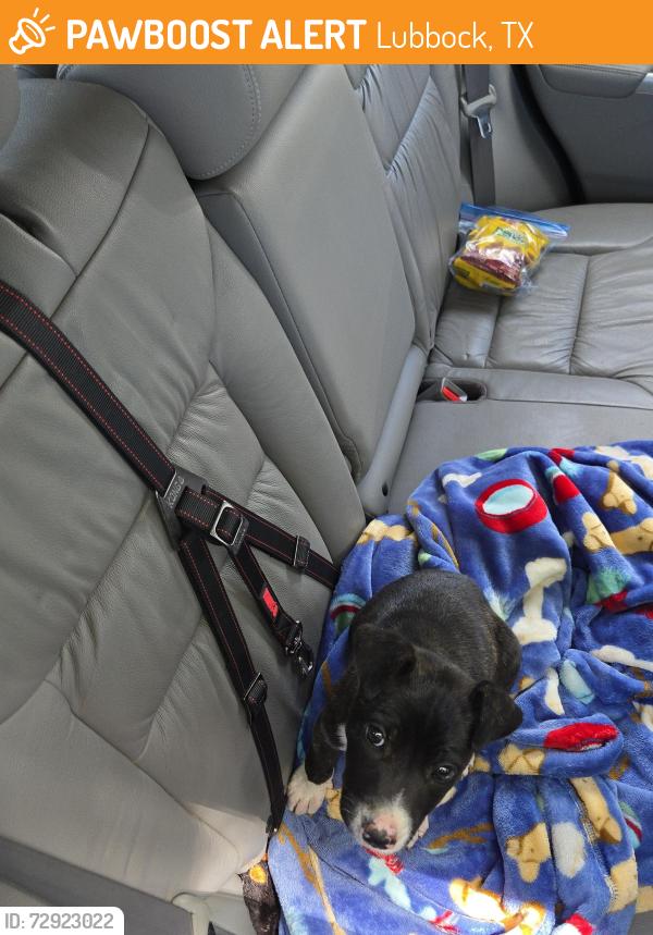 Found/Stray Unknown Dog last seen Raiders Walk apmt Complex, Lubbock, TX 79415
