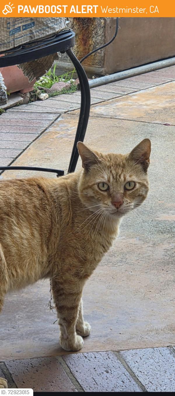 Found/Stray Male Cat last seen Edinger near Maybrook Street , Westminster, CA 92683