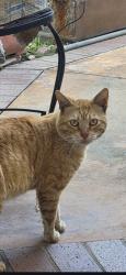 Found/Stray Male Cat last seen Edinger near Maybrook Street , Westminster, CA 92683