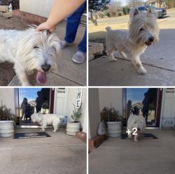 Reunited Male Dog last seen 105th and Indiana , Lubbock, TX 79423