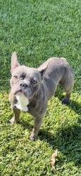 Found/Stray Male Dog last seen Cypress St. & Lark Ellen, Covina, CA 91722