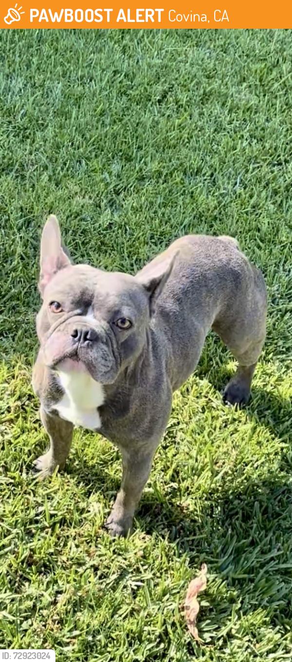 Found/Stray Male Dog last seen Cypress St. & Lark Ellen, Covina, CA 91722