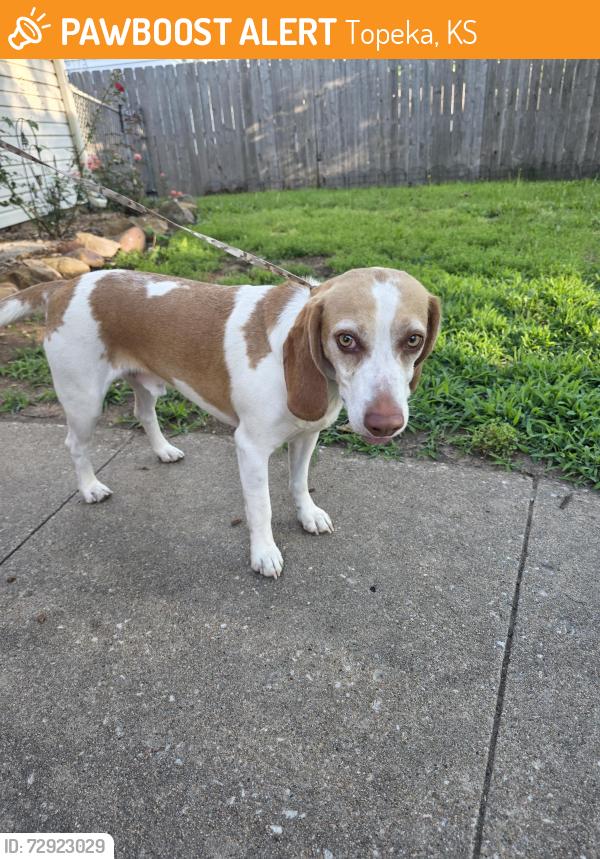 Found/Stray Male Dog last seen 29th and Indian trails, Topeka, KS 66614