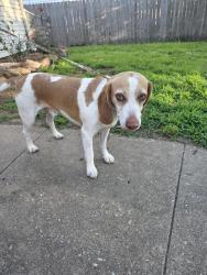 Found/Stray Male Dog last seen 29th and Indian trails, Topeka, KS 66614