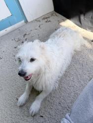 Found/Stray Male Dog last seen Club dr Indian wells country club, Indian Wells, CA 92210