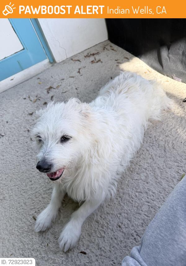 Found/Stray Male Dog last seen Club dr Indian wells country club, Indian Wells, CA 92210