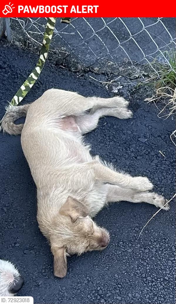 Lost Male Dog last seen Near s congress ave, West Palm Beach, FL 33406