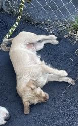Lost Male Dog last seen Near s congress ave, West Palm Beach, FL 33406