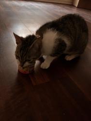 Found/Stray Female Cat last seen Bakers construction & TriCities Flea market, Bluff City, TN 37618