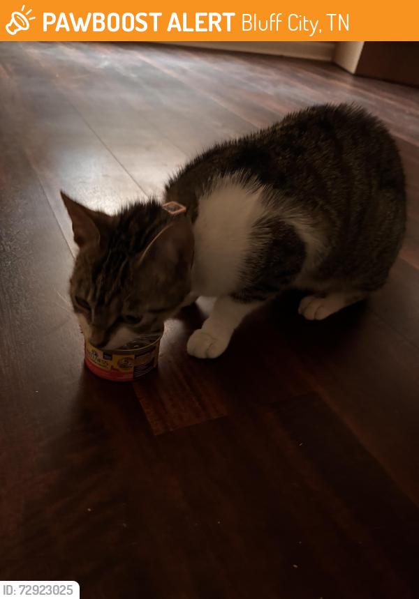 Found/Stray Female Cat last seen Bakers construction & TriCities Flea market, Bluff City, TN 37618