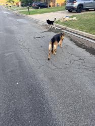 Found/Stray Unknown Dog last seen Tattershall , Lawton, OK 73501