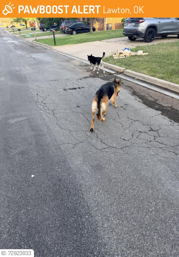 Found/Stray Unknown Dog last seen Tattershall , Lawton, OK 73501