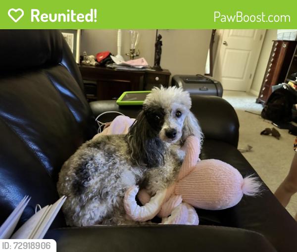 Reunited Male Dog last seen Spruce and Willey, Morgantown, WV 26505