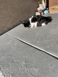 Found/Stray Female Cat last seen Karen and lamb, Las Vegas, NV 89121