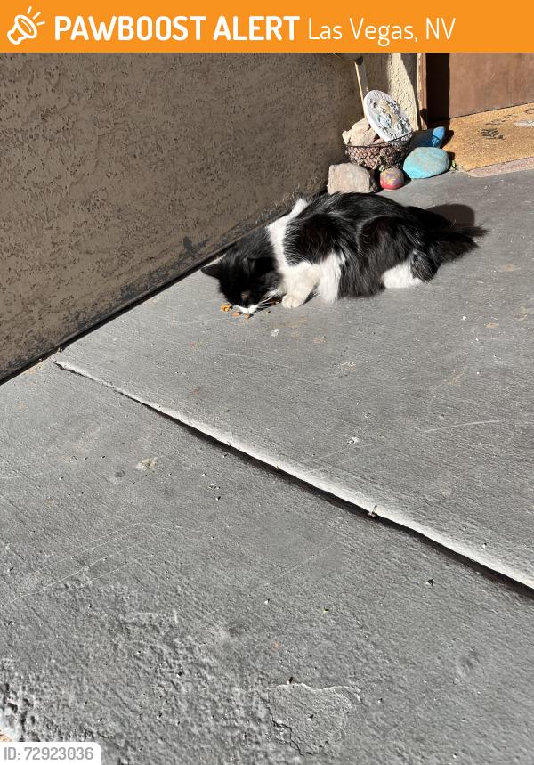 Found/Stray Female Cat last seen Karen and lamb, Las Vegas, NV 89121