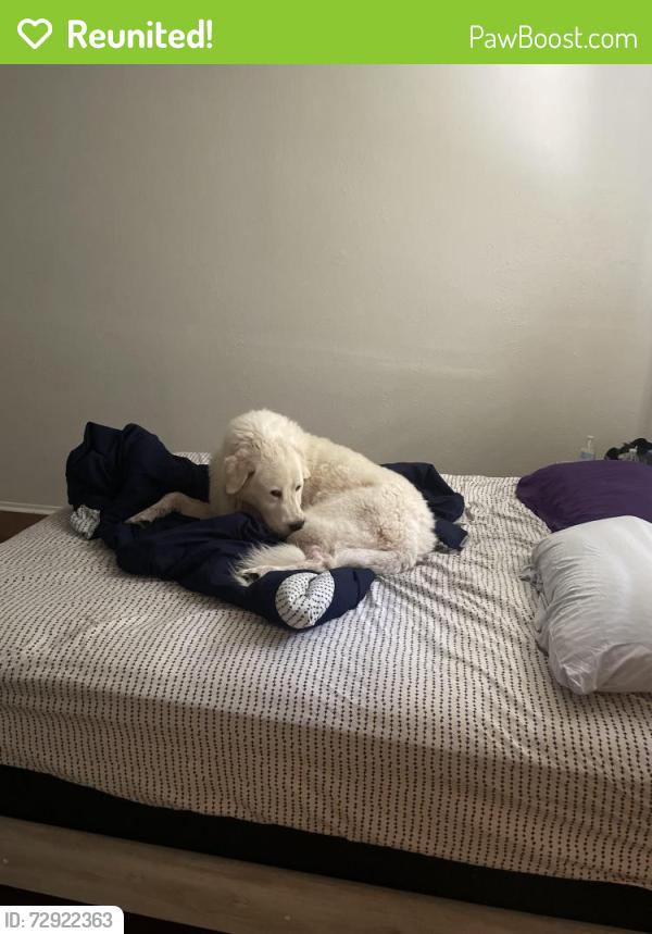Reunited Male Dog last seen By San Mateo and candelaria and menaul in between , Albuquerque, NM 87110