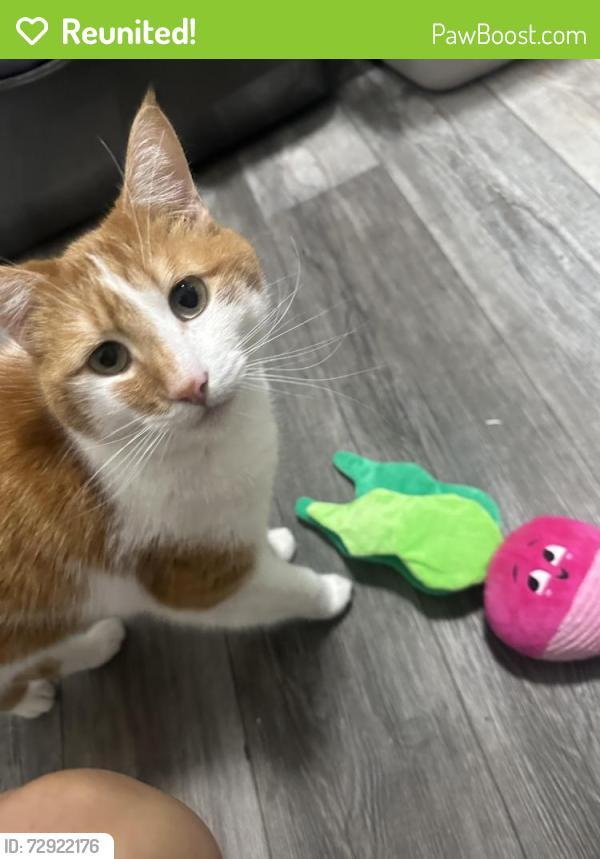 Reunited Male Cat last seen Tyler st and Valencia st near 7-11, Spring Valley, CA 91977