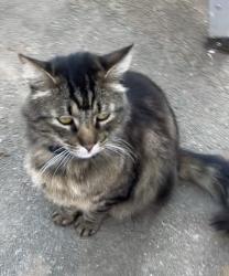 Reunited Male Cat last seen Burnt Cedar Ct. , Pine Grove, CA 95665