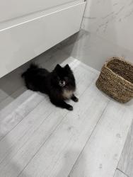 Reunited Female Dog last seen Near SW 143rd Ct, Miami, FL 33186, USA, Miami, FL 33186