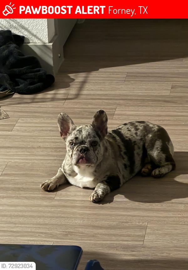 Lost Female Dog last seen Windmill farms , Forney, TX 75126