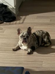 Lost Female Dog last seen Windmill farms , Forney, TX 75126