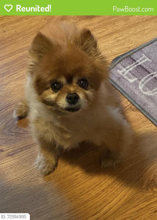 Reunited Female Dog last seen Wisconsin Sportsman Association, Union Grove, WI 53182