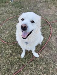 Reunited Male Dog last seen White Dove Dr., Arlington, TX 76017