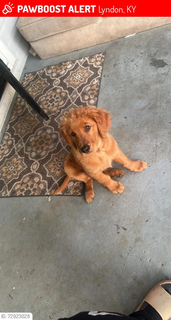 Lost Male Dog last seen Near Blackwood rd , Lyndon, KY 40222