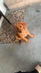 Lost Male Dog last seen Near Blackwood rd , Lyndon, KY 40222