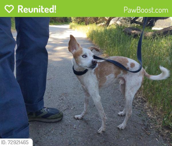 Reunited Male Dog last seen Polo field Golden gate park, San Francisco, CA 94121