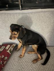 Lost Female Dog last seen Albert st corrimal, Russell Vale, NSW 2518