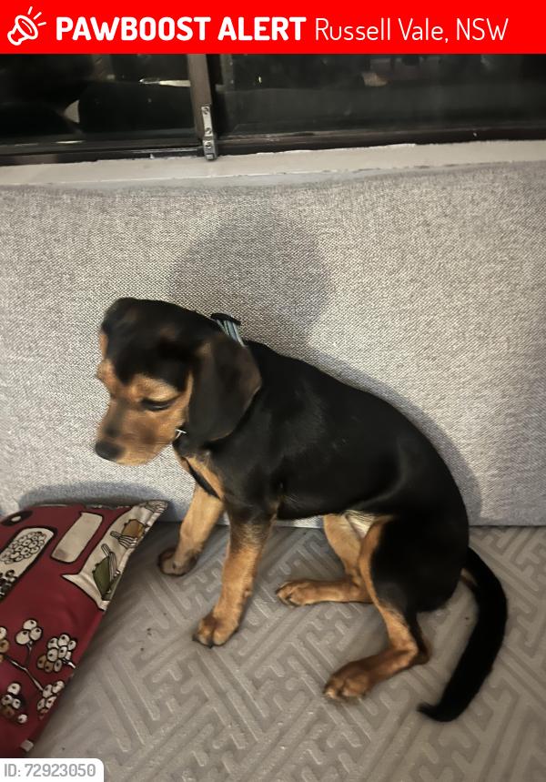 Lost Female Dog last seen Albert st corrimal, Russell Vale, NSW 2518