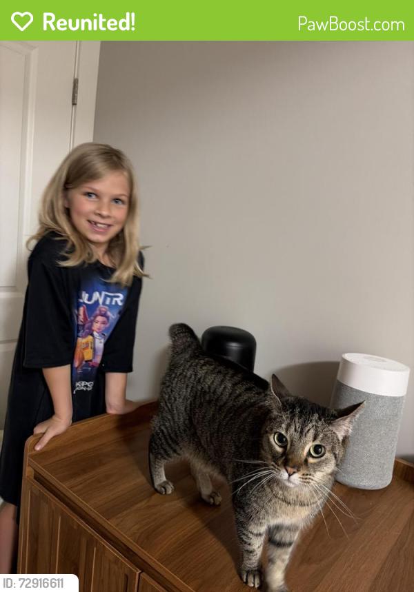 Reunited Female Cat last seen S. Main & Pendleton , Greenville, SC 29601
