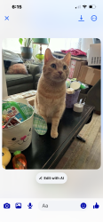 Reunited Male Cat last seen Brosterhouse and Elkhorn St, Bend, OR 97702