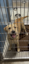 Found/Stray Female Dog last seen Blume road , Rosenberg, TX 77471