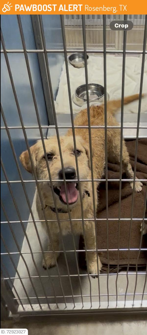 Found/Stray Female Dog last seen Blume road , Rosenberg, TX 77471