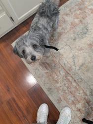 Reunited Male Dog last seen Norman and midway, Broken Arrow, OK 74014