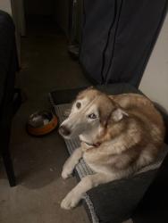 Reunited Male Dog last seen Leon grande Ave. and Santa Elena Rd., Rio Rancho, NM 87124