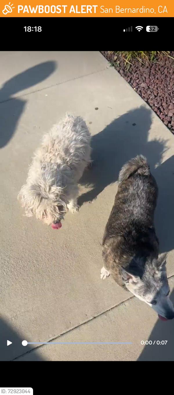 Found/Stray Unknown Dog last seen Baroque Ct & Garfield, San Bernardino, CA 92407