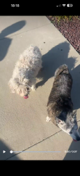 Found/Stray Unknown Dog last seen Baroque Ct & Garfield, San Bernardino, CA 92407