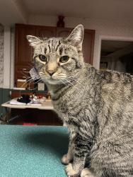 Lost Female Cat last seen Nearest cross street is. Alderwood lane, Bowie, MD 20716