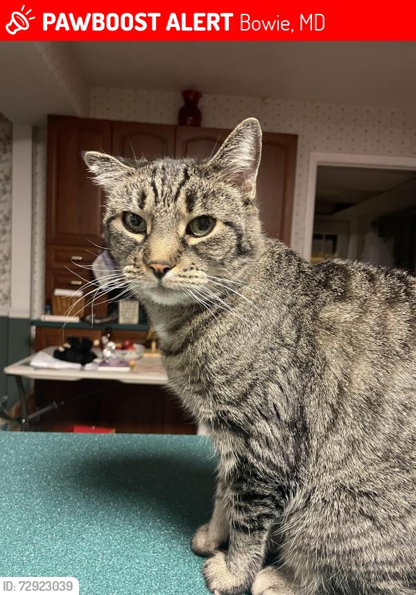Lost Female Cat last seen Nearest cross street is. Alderwood lane, Bowie, MD 20716