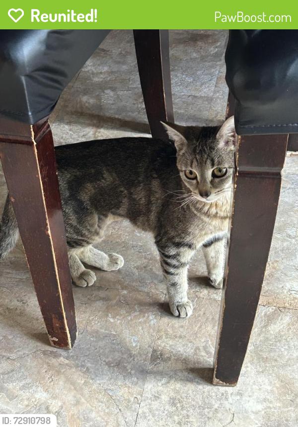 Reunited Female Cat last seen Chelton and Astrozon, Colorado Springs, CO 80916