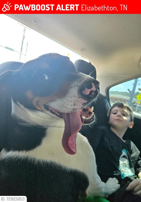 Lost Female Dog last seen Giant field outside the trailer park across from siam utility district, Elizabethton, TN 37643