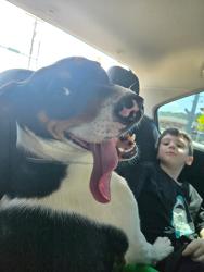 Lost Female Dog last seen Giant field outside the trailer park across from siam utility district, Elizabethton, TN 37643
