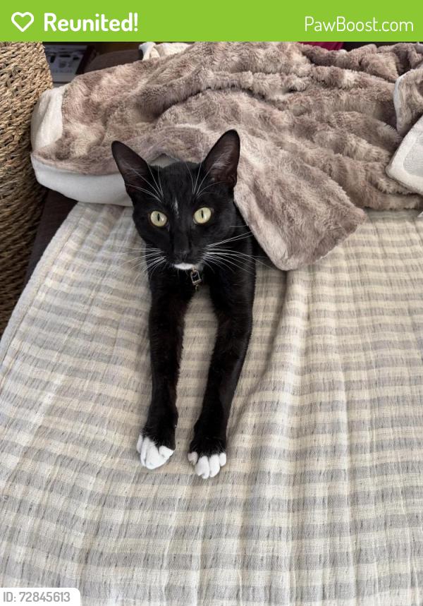 Reunited Male Cat last seen Forest meadow ct and Greensview, Chula Vista, CA 91915