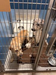 Found/Stray Male Dog last seen Blume road , Rosenberg, TX 77471