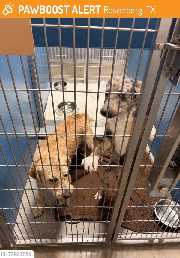 Found/Stray Male Dog last seen Blume road , Rosenberg, TX 77471