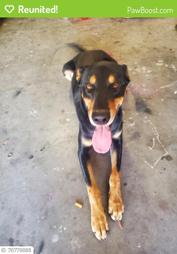 Reunited Male Dog last seen Kirby & Esplanade , San Jacinto, CA 92582