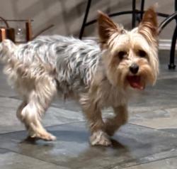 Found/Stray Male Dog last seen Chattanooga & Wilmington, Frisco, TX 75035
